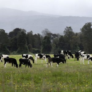 Pasar del corral al pastoreo en la pradera